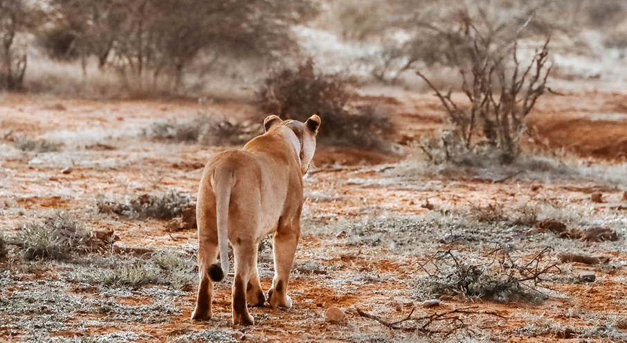2 Days Tsavo East Safari from Mombasa 2