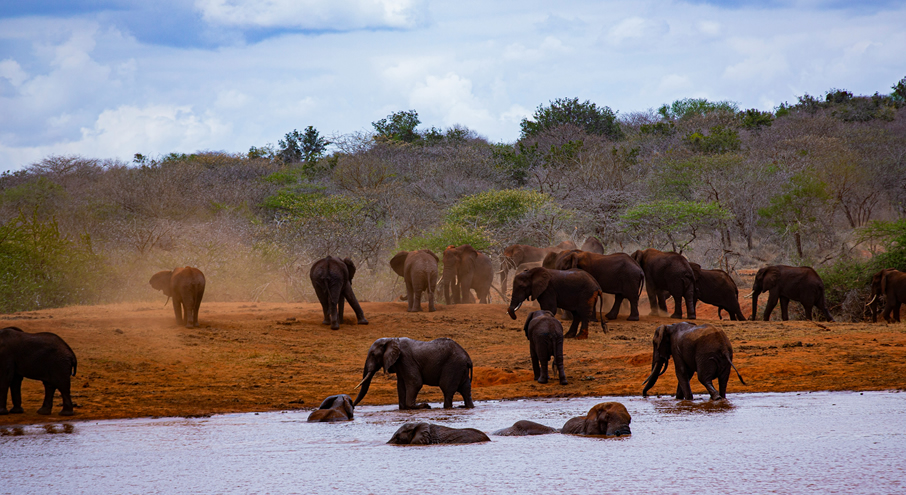 2 Days Tsavo East Safari from Mombasa1