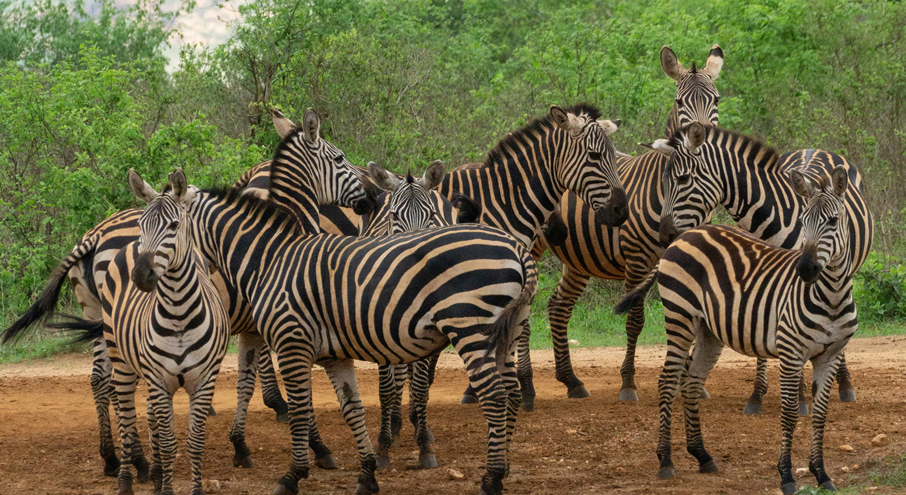 2 Days Tsavo East & West Safari from Mombasa_2