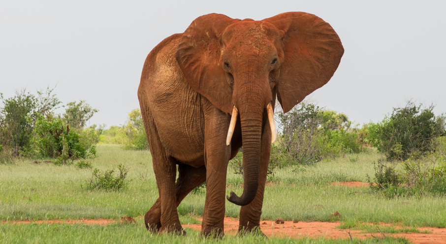 2 Days Tsavo East & West Safari from Mombasa_5