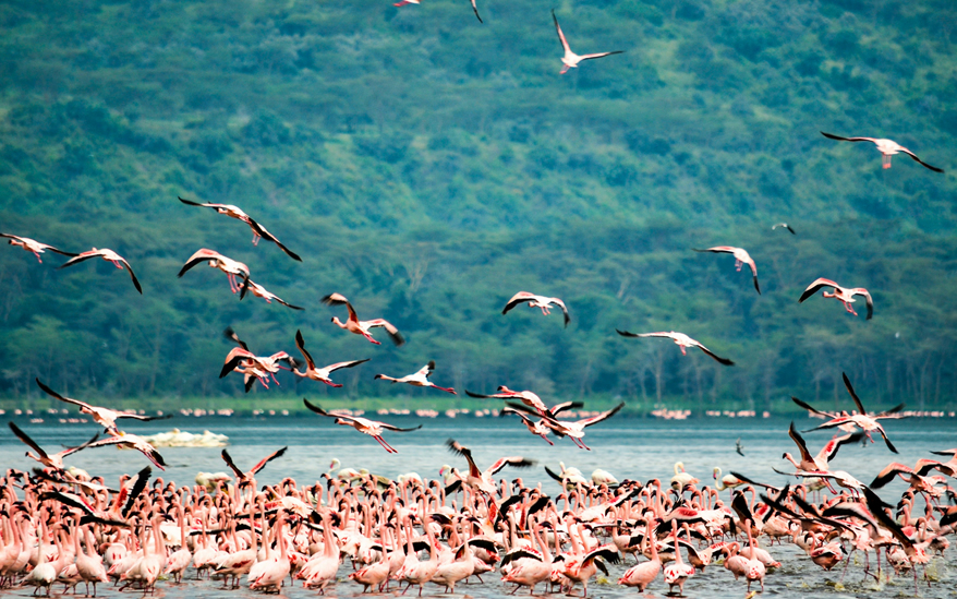 2 days Lake Nakuru National Park- Nairobi_3