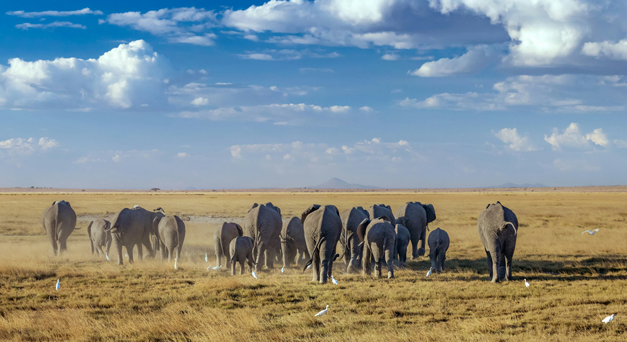3 Days Tsavo East And Amboseli_2