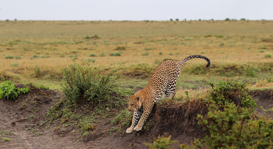 3 days maasai mara_2