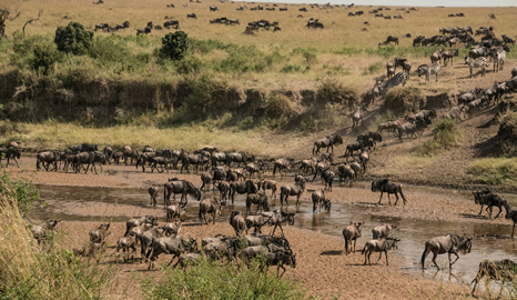 4 Days Masai Mara Safari