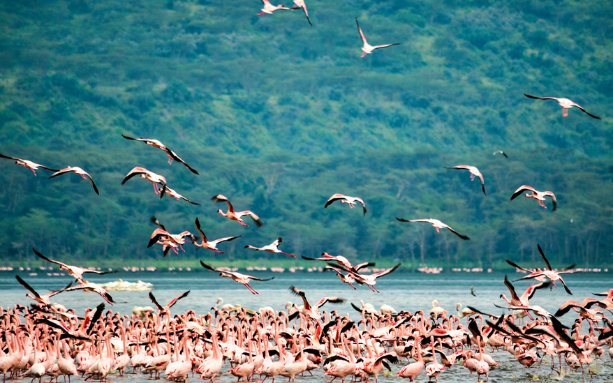 4-days-masai-mara-nakuru_1