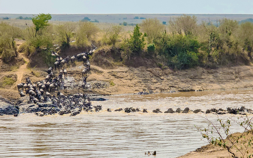 4-days-masai-mara-nakuru_2