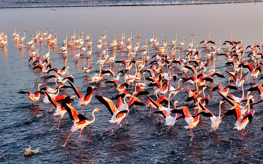 4-days-masai-mara-nakuru_3