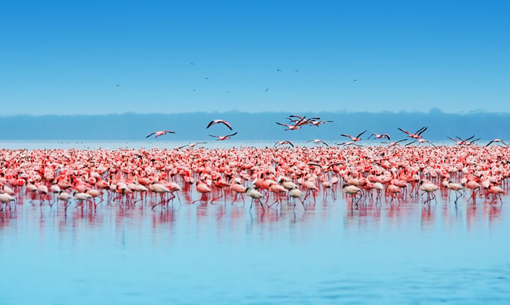 5 Days Samburu, Lake Nakuru & Hell’s Gate Safari._3
