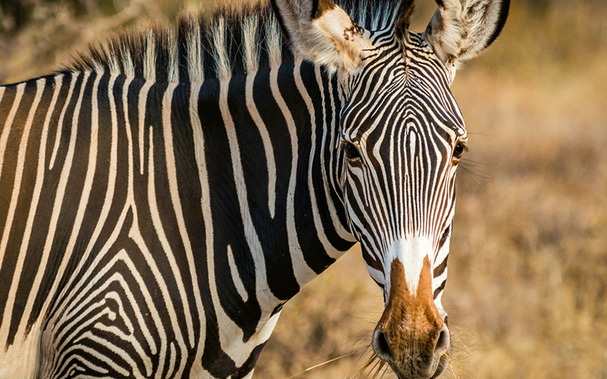 6-days-samburu