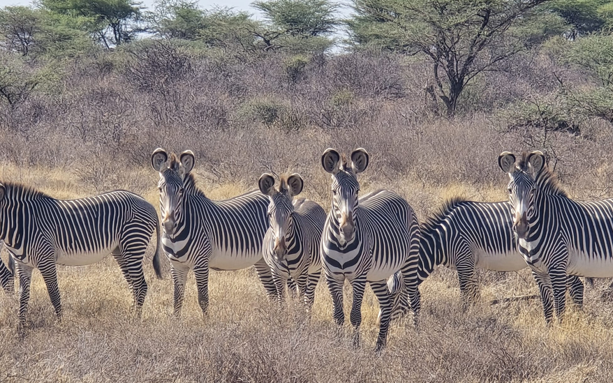 6-days-samburu_2